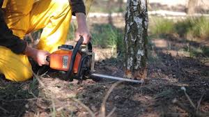 Trusted Colonial Heights, VA Tree Care Experts