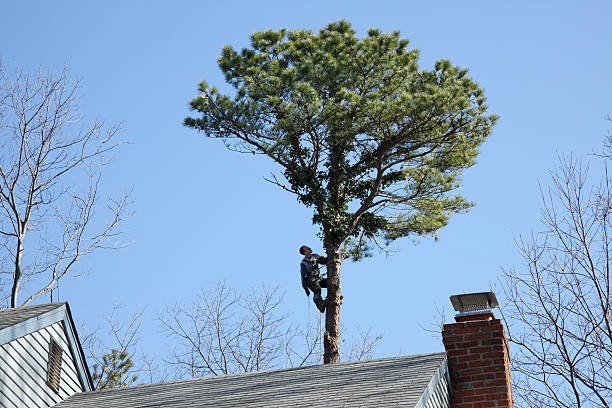 Best Lawn Pest Prevention  in Colonial Heights, VA