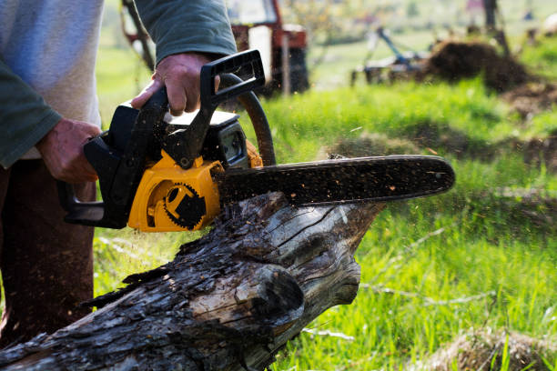 Best Lawn Disease Treatment  in Colonial Heights, VA